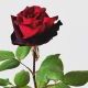 ボギーボビーの赤いバラ