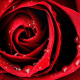 Red Rose Evangel