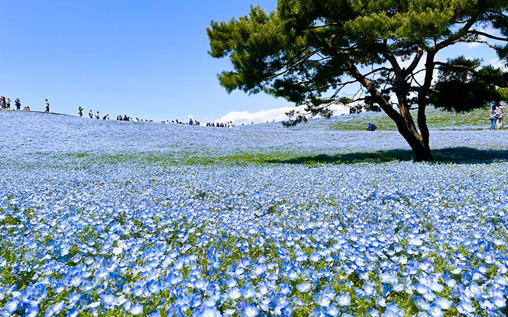 背景