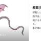 邪龍連打
