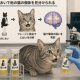 Eニュース2026年8月24日猫は誰猫の尿か判別