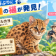 Eニュース2026年9月28日百年ぶり新種猫発見