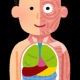 骨格系、筋肉系