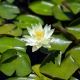 Water lily　illion