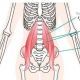 腸腰筋はとても大切 Part.3