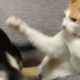 あなたはどっち派？