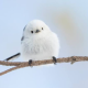 ひさびさシマエナガ投稿でーす