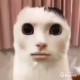 猫ミーム