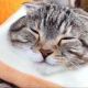 猫一回！(ΦωΦ)