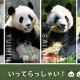 アドベンチャーワールドにいた４匹のパンダ