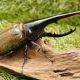 最強、最長　カブトムシ、クワガタタイピング