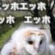 エッホエッホ