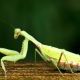 カマキリ打