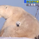 ﾜﾎｰ　一回！