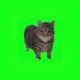 oiiaioiiiaio「猫ミーム」