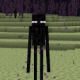 黒ごぼう1回