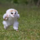 アパツえっほ
