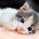 ねこ1回