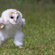 ウッホウッホ