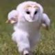 エッホエッホ走るフクロウ王決定戦