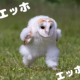エッホエッホ