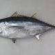 マグロ無限
