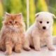 犬か猫一回！