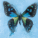 アゲハ蝶サビ