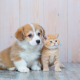 犬と猫１回ずつ！