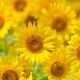 HANAの新曲！「Burning Flower」