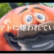 トマトに嫌われている