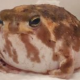 カエル早打ち大会！