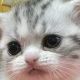 猫1回