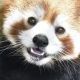 20匹の動物全部打て！（みんな知ってる動物編）
