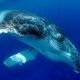 クジラのヒレ１回！