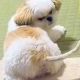 犬の尻尾を連打ーーーーーーーーーーーー