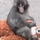 パンチくん一回