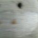 うまうま一回
