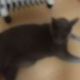 ネコ一回