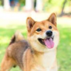 犬タイピング