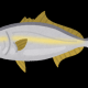 魚