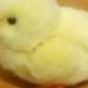 ひよこ陛下の本名