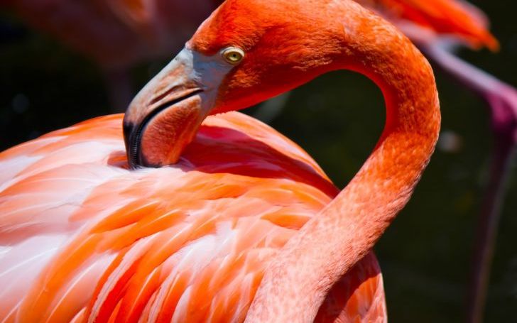 米津玄師 Flamingo タイピング練習の マイタイピング