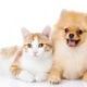 猫派か犬派?(制作者は猫っす)