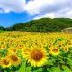 夏休みにしたいこと　３選！