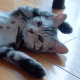猫タイピング