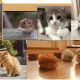 犬or猫一回だけ！！