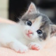 ねこ一回