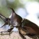カブトムシの仲間を打ちまくれ！！！