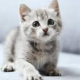 猫タイピング
